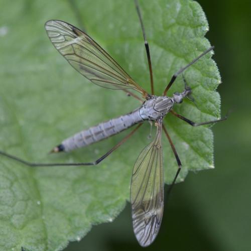 Tipula luna